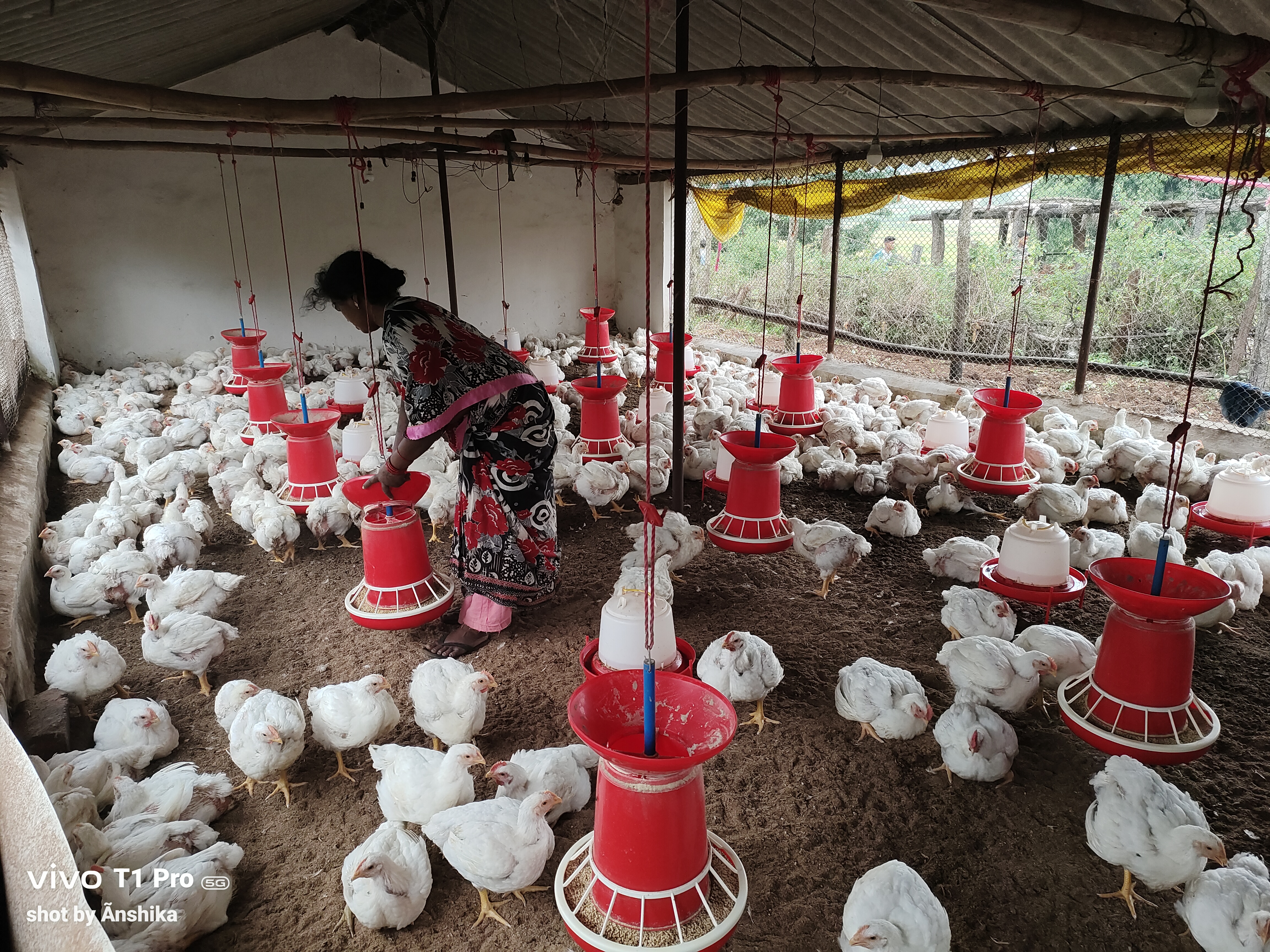 Poultry production