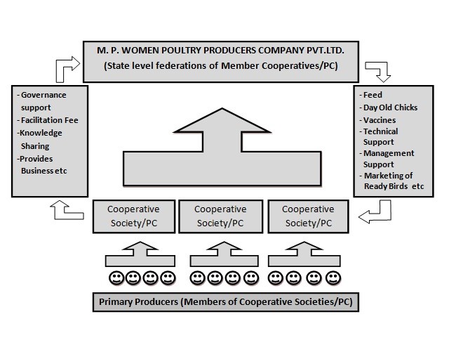 M.P. Women Poultry Producers Structure