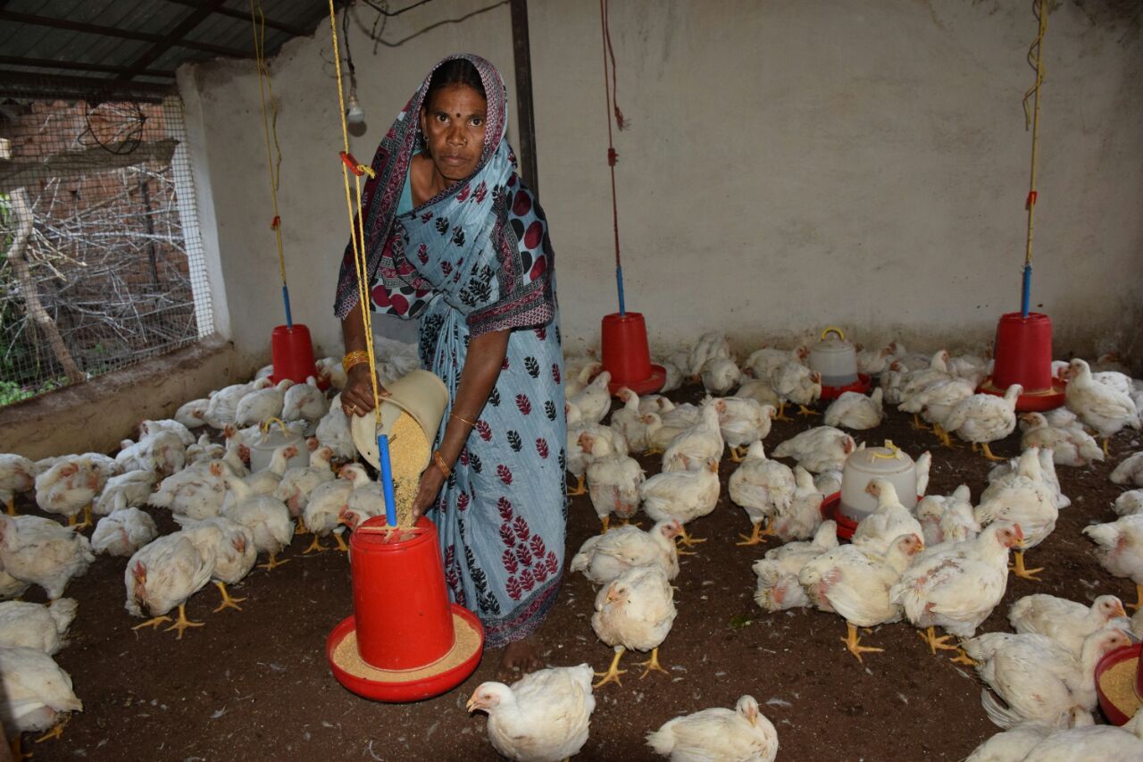 Smallholder Layer Farm