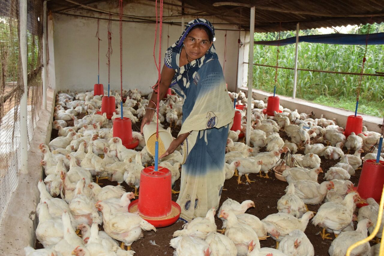 Chicken Farming Sustainability: BusinessHAB.com